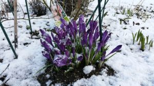 krokus