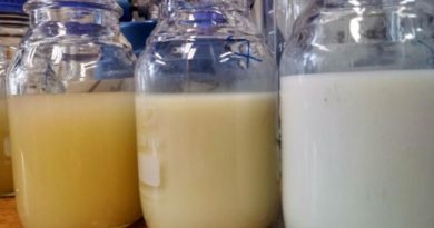 Coś dla wegan – jogurt na bazie prosa Coś dla wegan – jogurt na bazie prosa